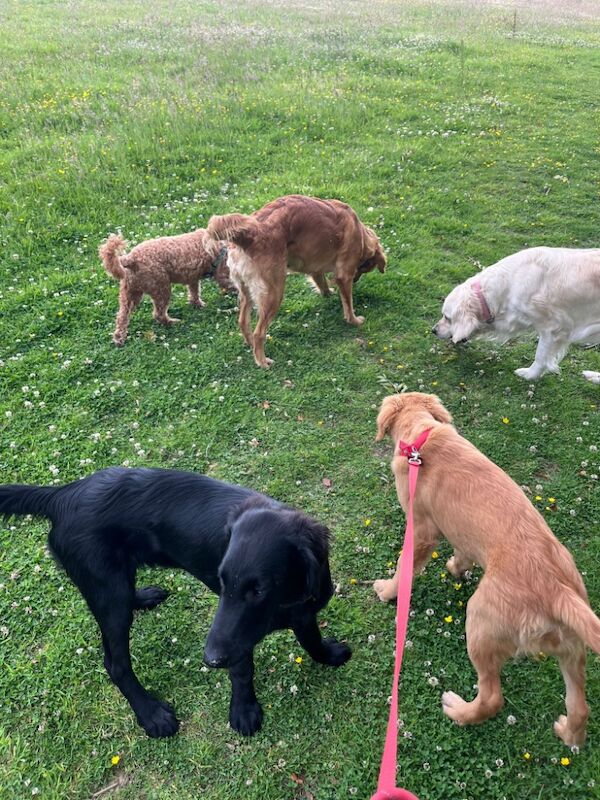 Golden Retriever puppies for sale in Haywards Heath, West Sussex – 3 months old - Image 11 of 15