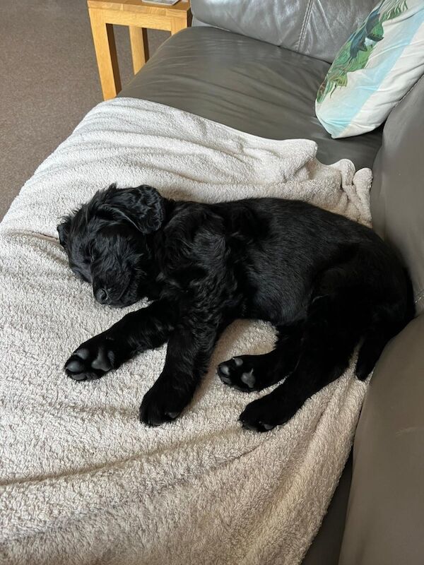 Golden Retriever puppies for sale in Haywards Heath, West Sussex – 3 months old - Image 12 of 15