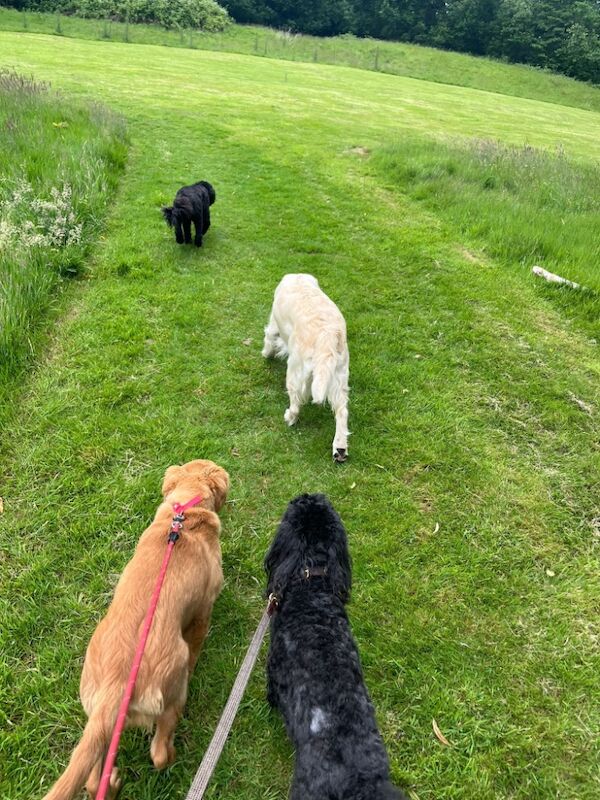 Golden Retriever puppies for sale in Haywards Heath, West Sussex – 3 months old - Image 13 of 15