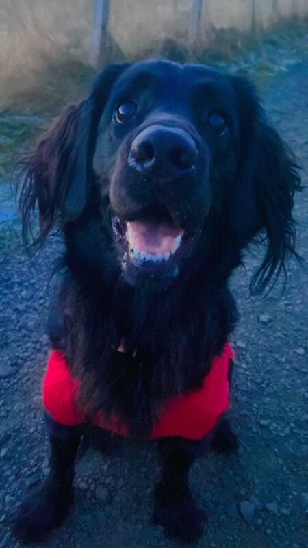 Golden Retriever stud dog for stud in Dundee, City of Dundee – KC registered, 2 years old - Image 2 of 4