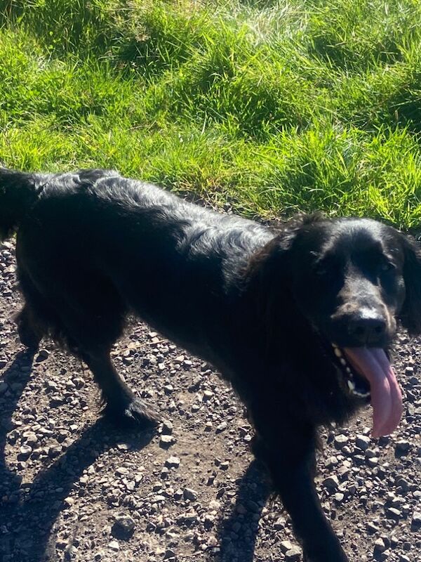 Golden Retriever stud dog for stud in Dundee, City of Dundee – KC registered, 2 years old - Image 4 of 4