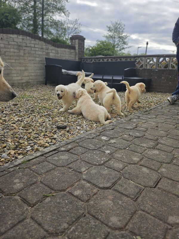 Champion line KC Registered Golden Retriver puppies for sale in Harpenden, Hertfordshire