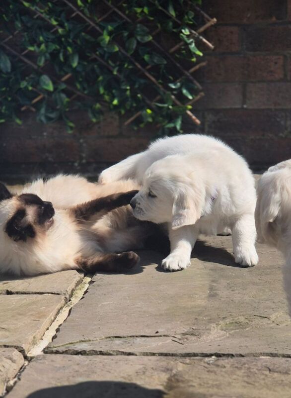 Champion line KC Registered Golden Retriver puppies for sale in Harpenden, Hertfordshire | Image 2