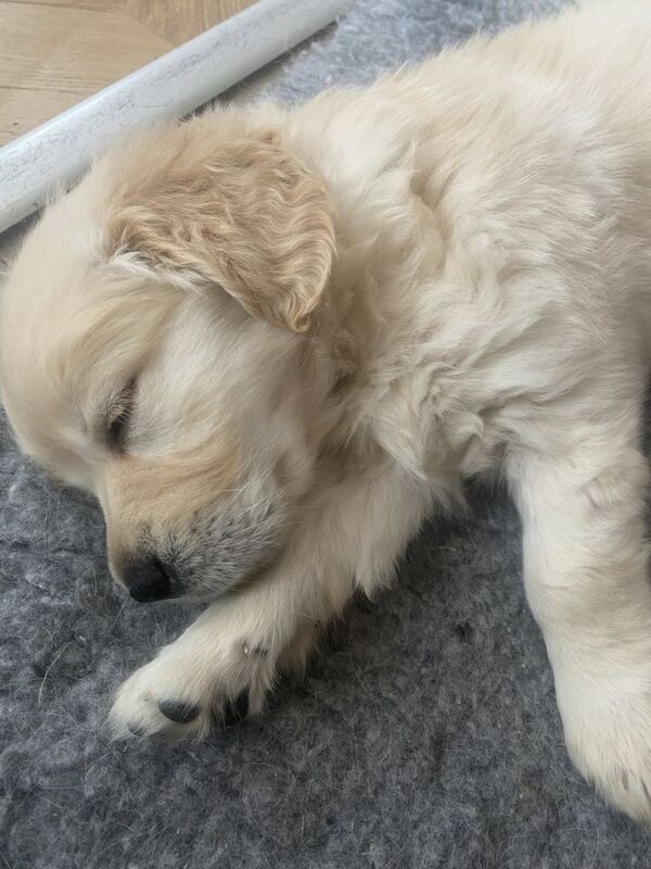Champion line KC Registered Golden Retriver puppies for sale in Harpenden, Hertfordshire | Image 3