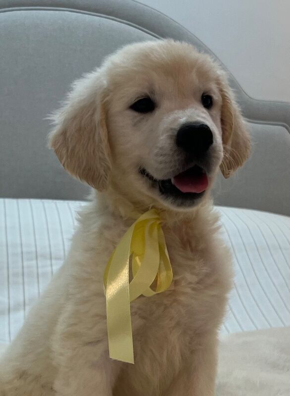 Golden Retriever puppies for sale in Yarm, County Durham – KC registered, 1 year old - Image 2 of 8
