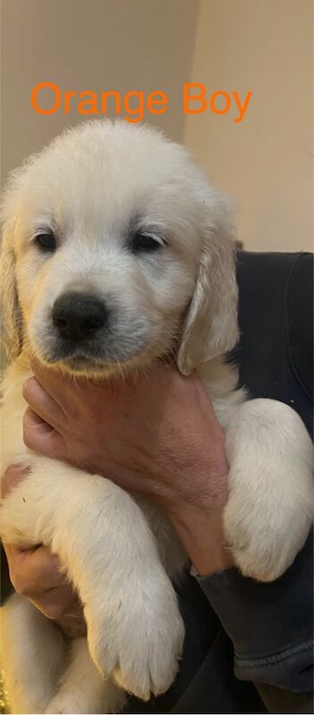 Golden Retriever puppies for sale in Yarm, County Durham – KC registered, 1 year old - Image 3 of 8