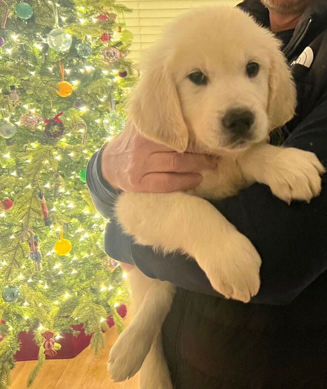 Golden Retriever puppies for sale in Yarm, County Durham – KC registered, 1 year old - Image 4 of 8