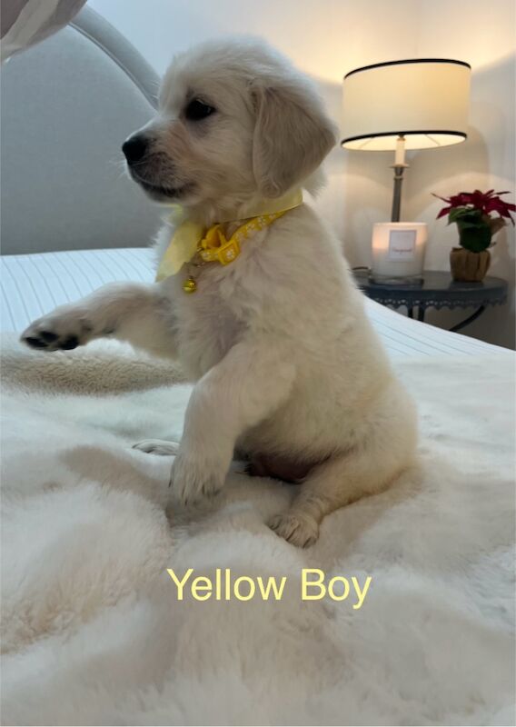 Golden Retriever puppies for sale in Yarm, County Durham – KC registered, 1 year old - Image 5 of 8