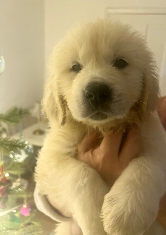 Golden Retriever puppies for sale in Yarm, County Durham – KC registered, 1 year old - Image 6 of 8