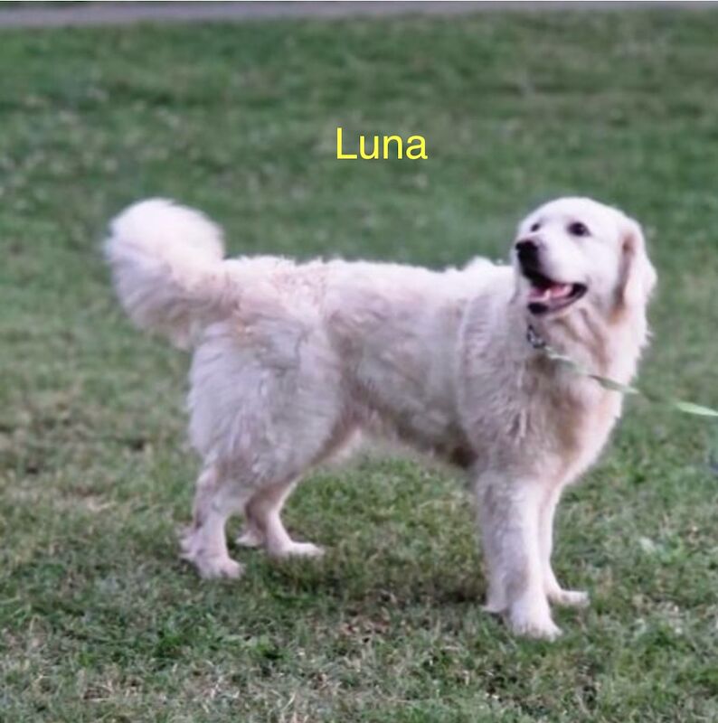 Golden Retriever puppies for sale in Yarm, County Durham – KC registered, 1 year old - Image 7 of 8