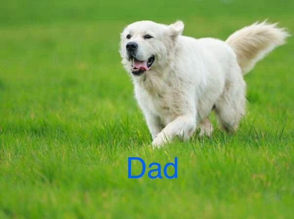 Golden Retriever puppies for sale in Yarm, County Durham – KC registered, 1 year old - Image 8 of 8