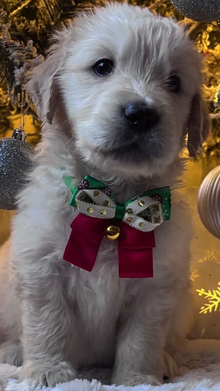 Golden Retriever puppies for sale in Huddersfield, West Yorkshire – KC registered, 5 weeks old