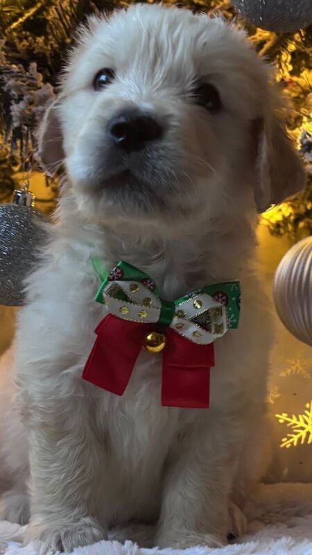 Golden Retriever puppies for sale in Huddersfield, West Yorkshire – KC registered, 5 weeks old - Image 2 of 4