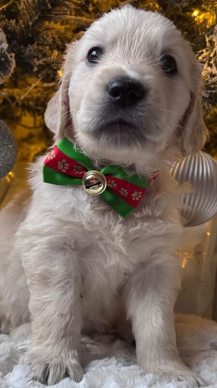 Golden Retriever puppies for sale in Huddersfield, West Yorkshire – KC registered, 5 weeks old - Image 3 of 4