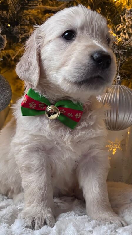 Golden Retriever puppies for sale in Huddersfield, West Yorkshire – KC registered, 5 weeks old - Image 4 of 4