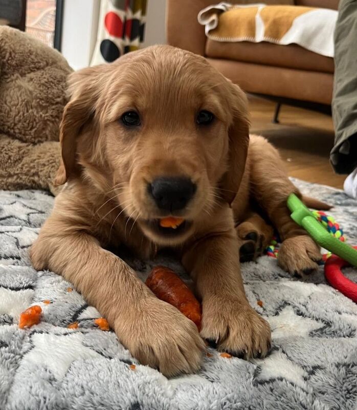 Champion Puppies: Ethical KC Assured Breeder for sale in Burton Pidsea, East Riding of Yorkshire