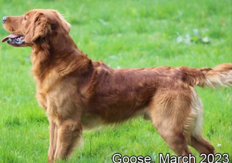 Champion Puppies: Ethical KC Assured Breeder for sale in Burton Pidsea, East Riding of Yorkshire | Image 2