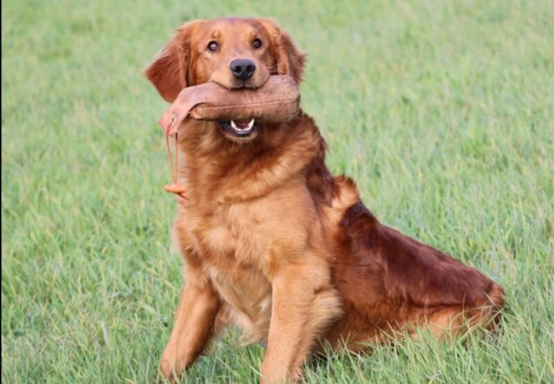 Champion Puppies: Ethical KC Assured Breeder for sale in Burton Pidsea, East Riding of Yorkshire | Image 3