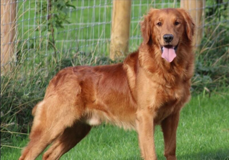 Champion Puppies: Ethical KC Assured Breeder for sale in Burton Pidsea, East Riding of Yorkshire - Image 5