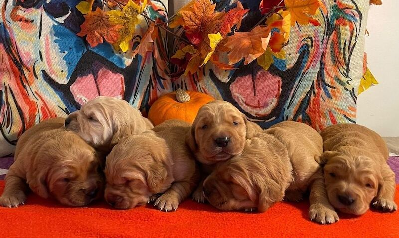 Champion Puppies: Ethical KC Assured Breeder for sale in Burton Pidsea, East Riding of Yorkshire - Image 6