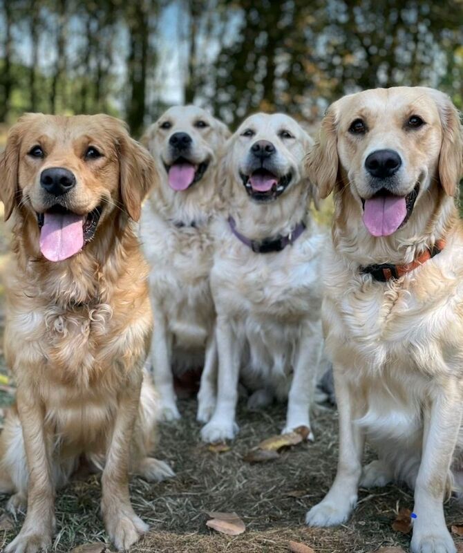 Champion Puppies: Ethical KC Assured Breeder for sale in Burton Pidsea, East Riding of Yorkshire - Image 7
