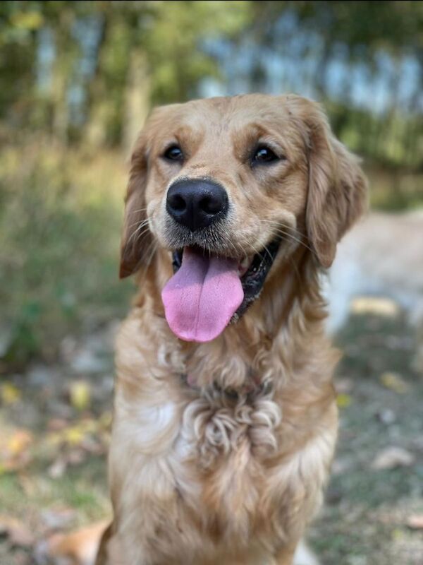 Champion Puppies: Ethical KC Assured Breeder for sale in Burton Pidsea, East Riding of Yorkshire - Image 8