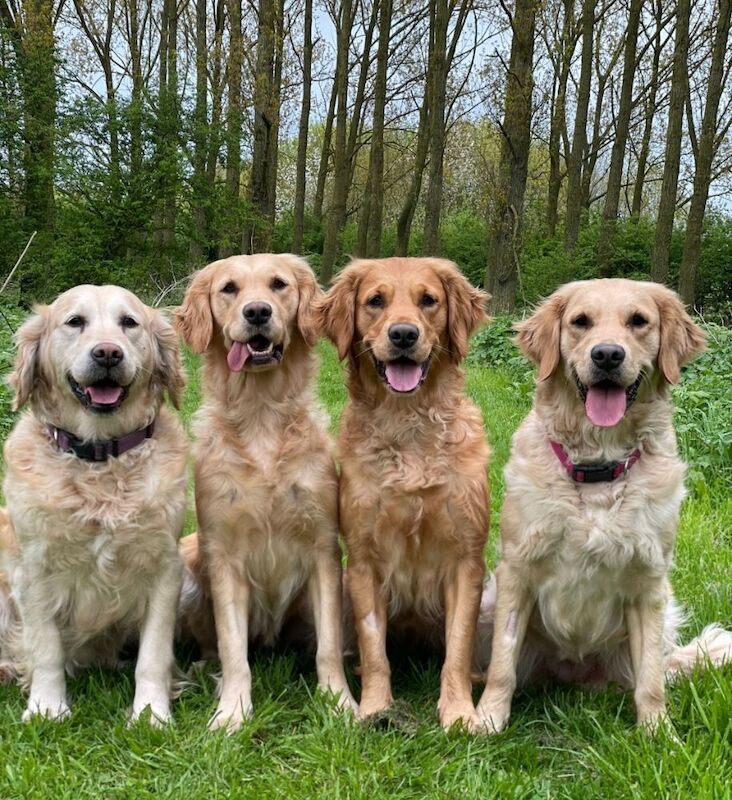 Champion Puppies: Ethical KC Assured Breeder for sale in Burton Pidsea, East Riding of Yorkshire - Image 9