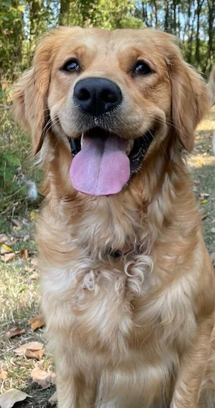 Champion Puppies: Ethical KC Assured Breeder for sale in Burton Pidsea, East Riding of Yorkshire - Image 11