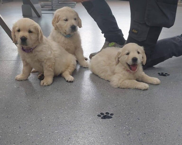 Golden Retriever Puppies For Sale Under £1,000