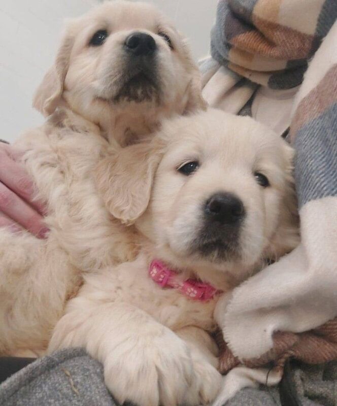 Golden Retriever puppies for sale in Derrylin, County Fermanagh – 8 weeks old - Image 2 of 2