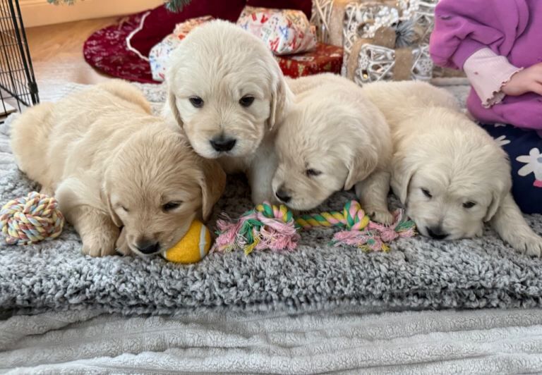 Golden Retriever puppies for sale in Dromara, County Down – 5 weeks old