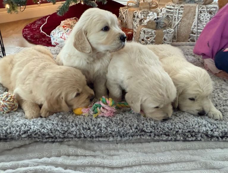 Chunky Golden Retriever Puppies - Image 2 of 5