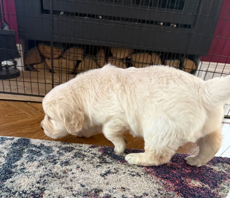 Chunky Golden Retriever Puppies - Image 3 of 5