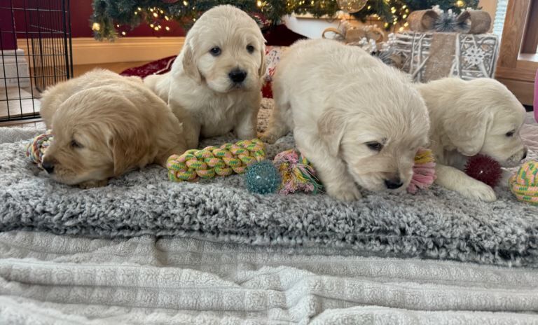 Chunky Golden Retriever Puppies - Image 4 of 5