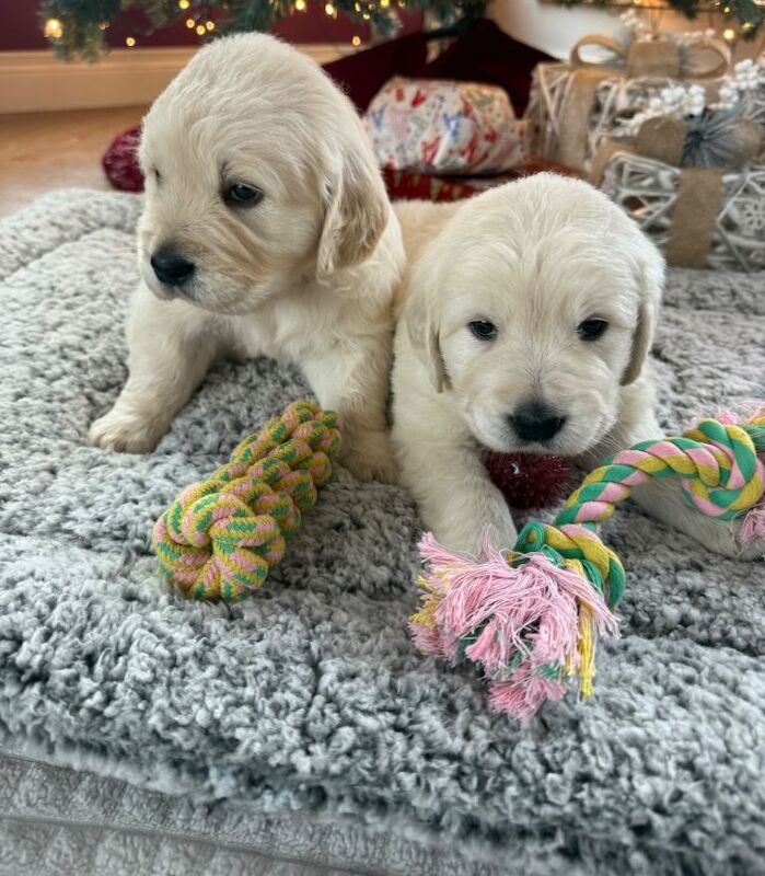 Chunky Golden Retriever Puppies - Image 5 of 5