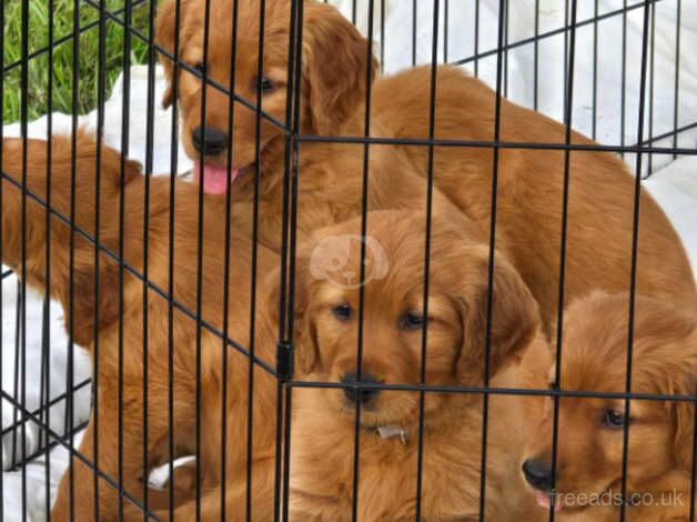 Chunky KC Golden Retriever Puppies for sale in Hereford, Herefordshire