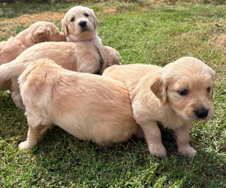 Chunky KC registered Golden Retriever puppies