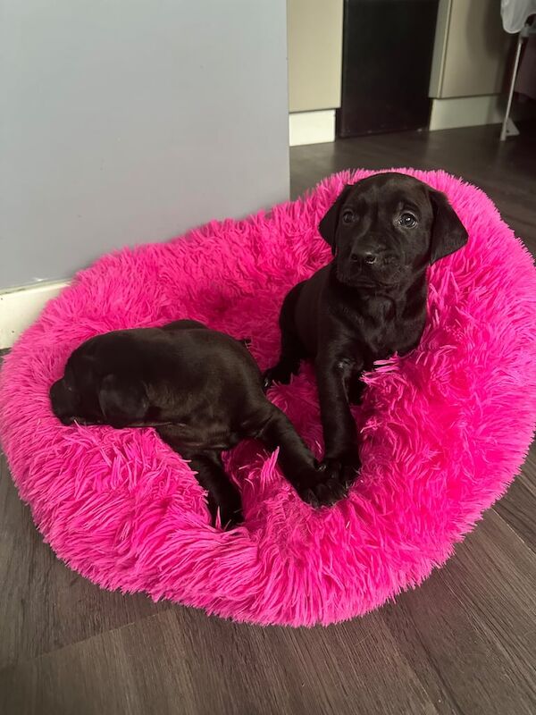 Golden Retriever puppies for sale in Port Talbot, West Glamorgan – 6 weeks old