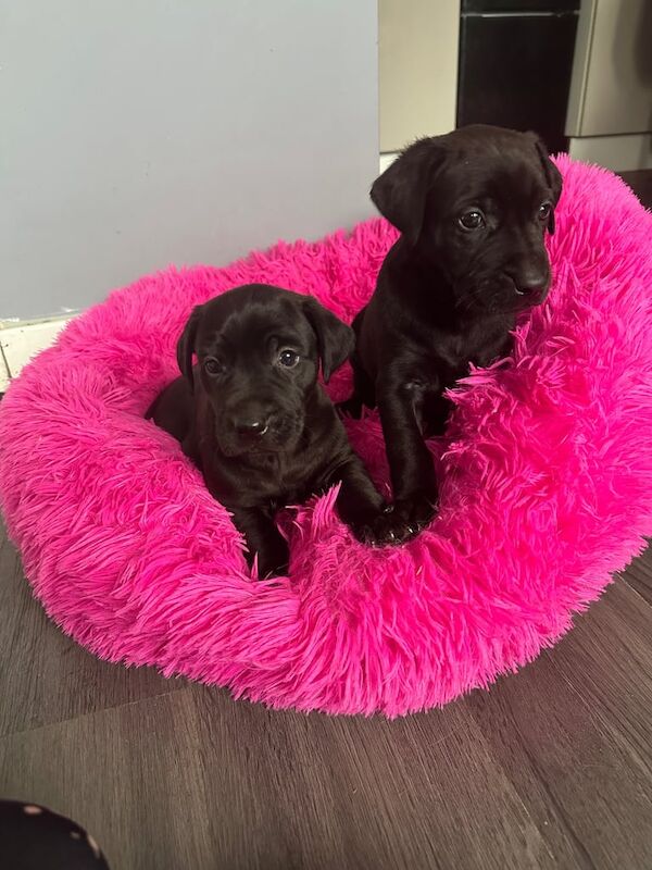 Golden Retriever puppies for sale in Port Talbot, West Glamorgan – 6 weeks old - Image 2 of 5