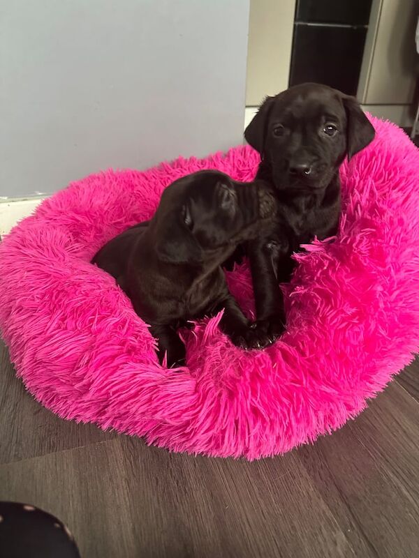 Golden Retriever puppies for sale in Port Talbot, West Glamorgan – 6 weeks old - Image 3 of 5