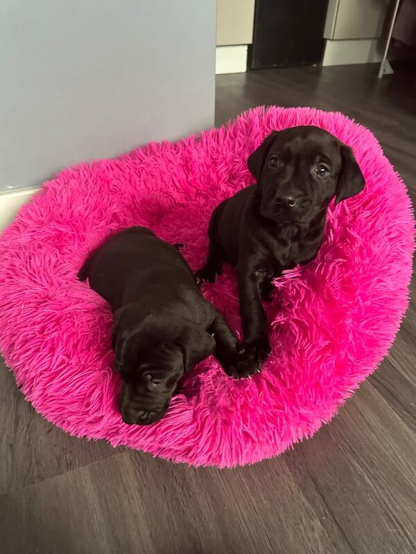 Golden Retriever puppies for sale in Port Talbot, West Glamorgan – 6 weeks old - Image 4 of 5