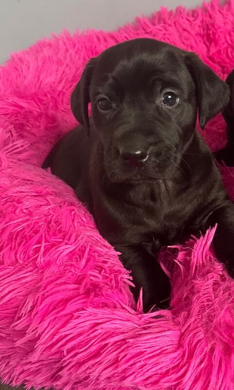 Golden Retriever puppies for sale in Port Talbot, West Glamorgan – 6 weeks old - Image 5 of 5