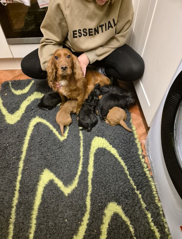 Cocker Spaniel X Golden Retriever - Image 2 of 5