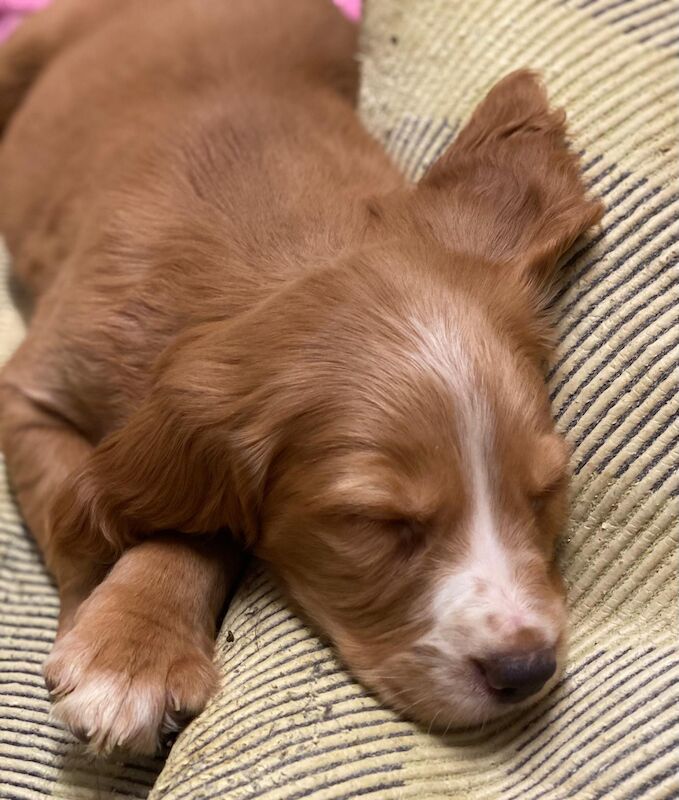 Cocker Spaniel X Golden Retriever - Image 3 of 5