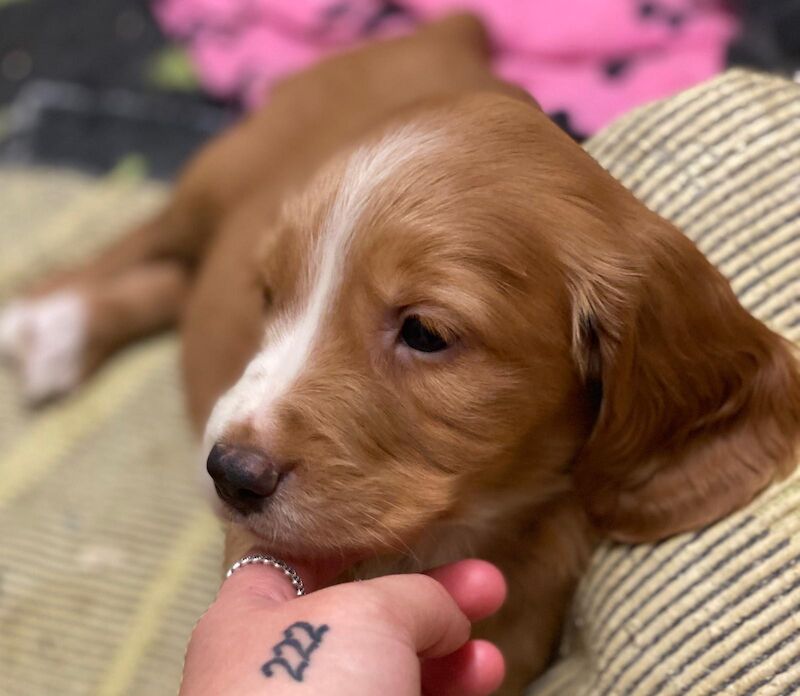 Cocker Spaniel X Golden Retriever - Image 4 of 5
