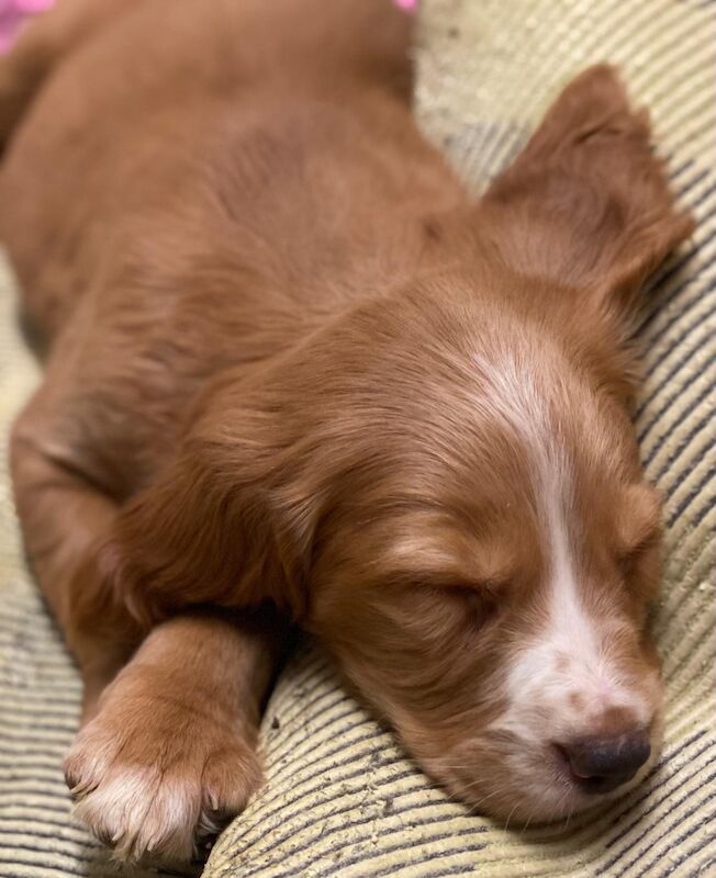 Cocker Spaniel X Golden Retriever - Image 5 of 5