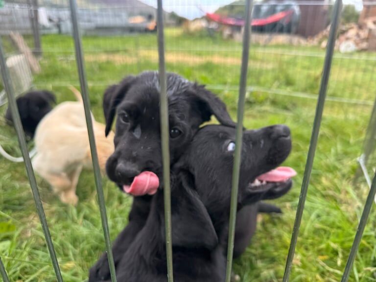 Golden Retriever puppies for sale in Newry, County Armagh – 8 weeks old