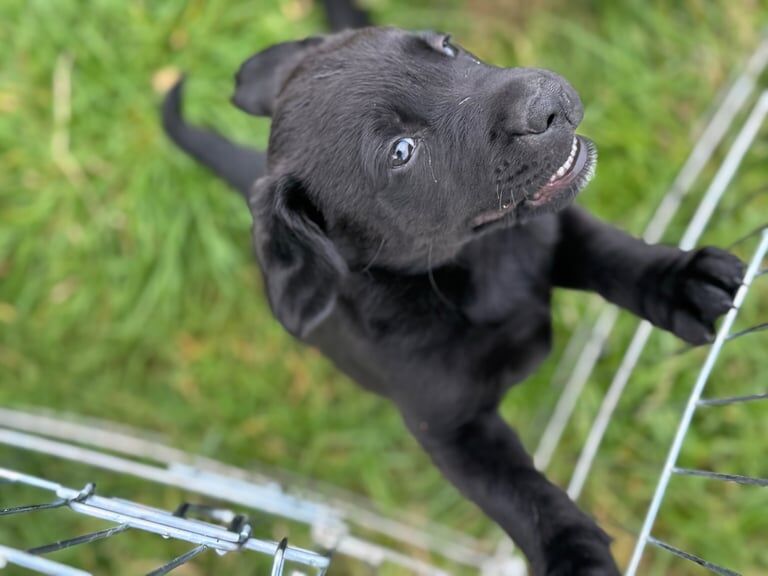 Golden Retriever puppies for sale in Newry, County Armagh – 8 weeks old - Image 2 of 3