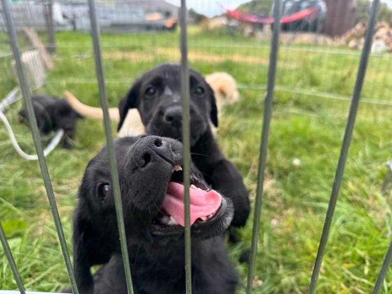 Golden Retriever puppies for sale in Newry, County Armagh – 8 weeks old - Image 3 of 3