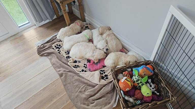 Cream golden retriever puppys
